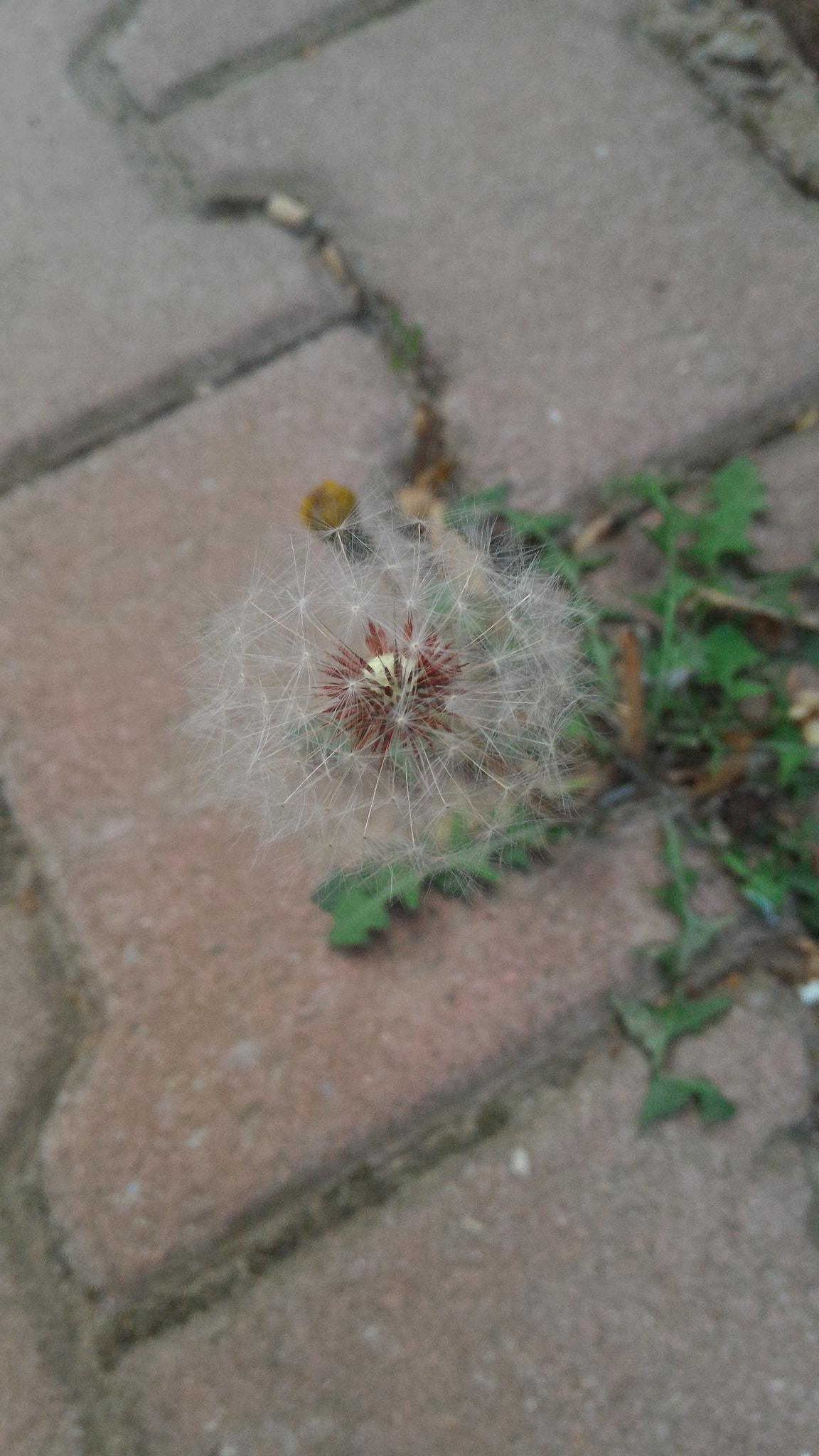 ASUS ZenFone 2 (ZE551ML) sample photo