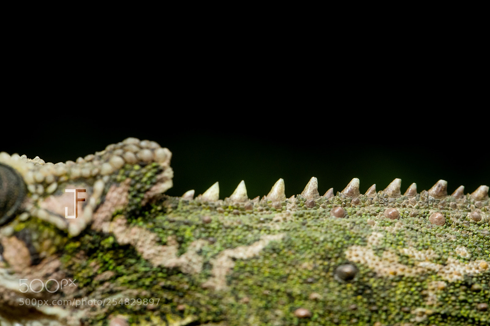 Canon EOS-1D X Mark II sample photo. The dragons back photography