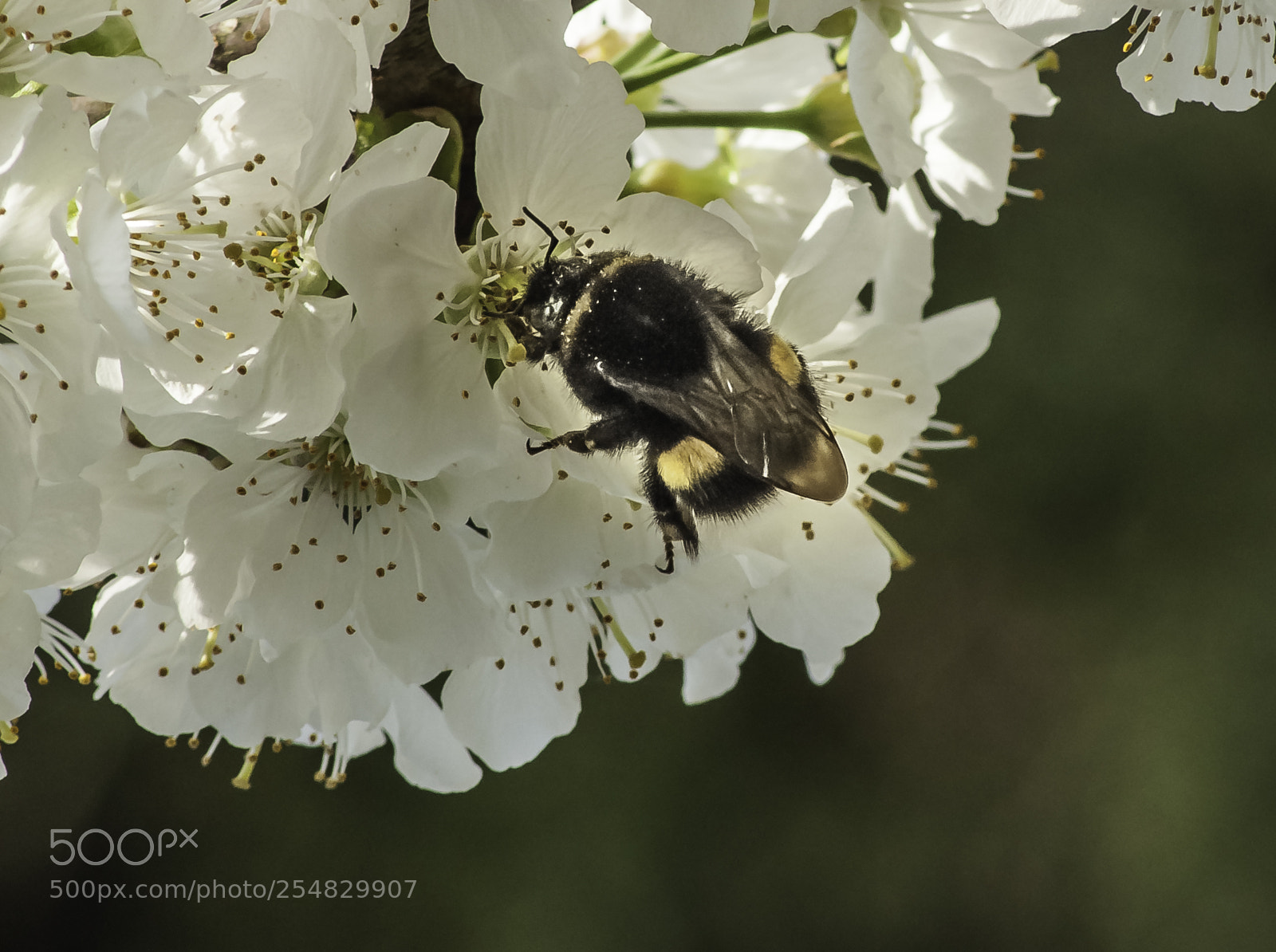 Nikon D5000 sample photo. Bee on cherry blossem photography