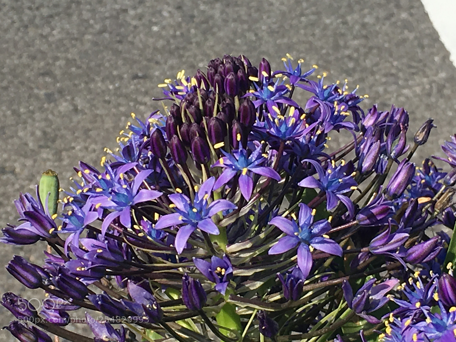Apple iPhone 6s Plus sample photo. Spring2018 flowers photography