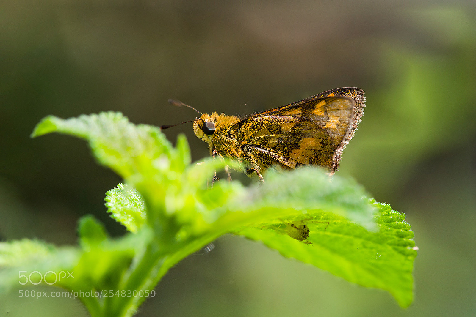 Canon EOS 6D Mark II sample photo. Potanthus confucius photography