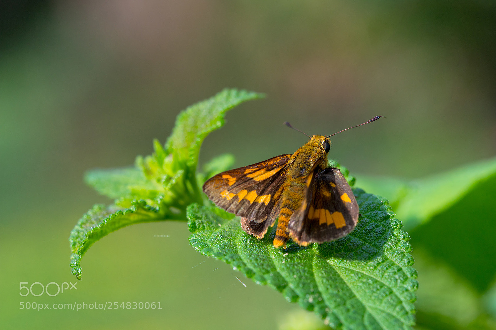Canon EOS 6D Mark II sample photo. Potanthus confucius photography