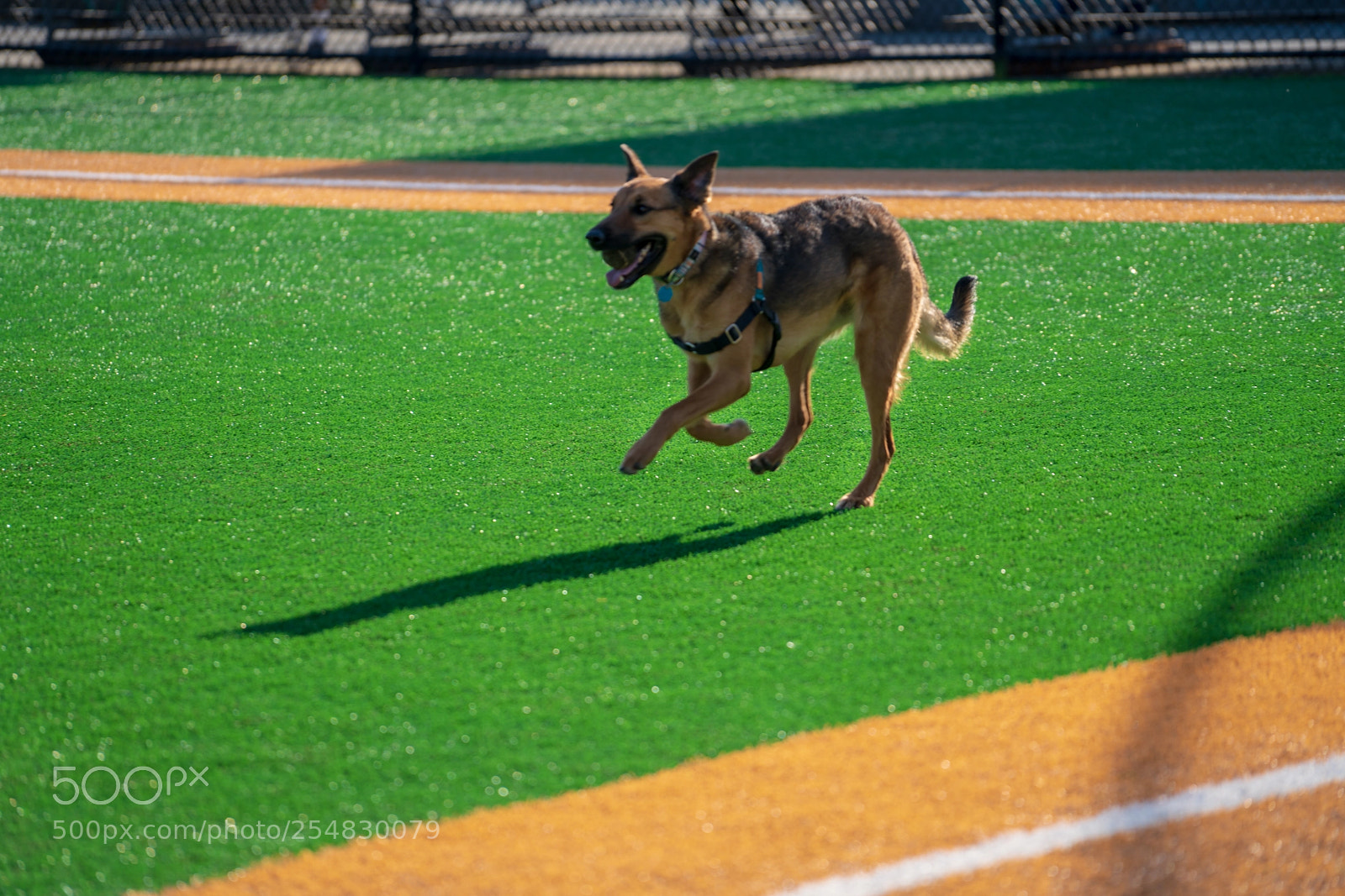 Sony a7R III sample photo. Dog fetching photography