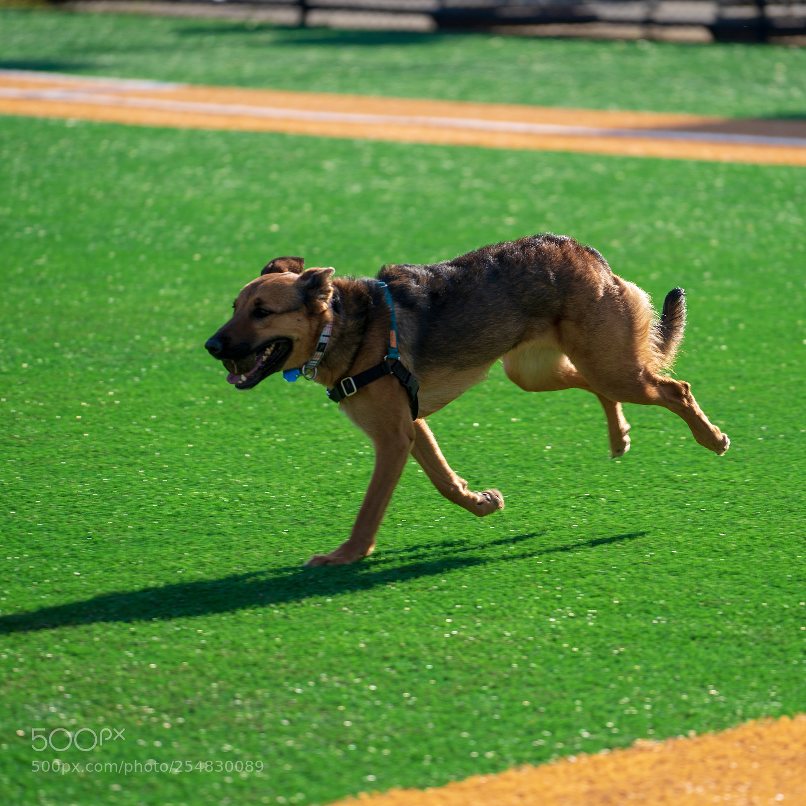 Sony a7R III sample photo. Dog fetching 2 photography