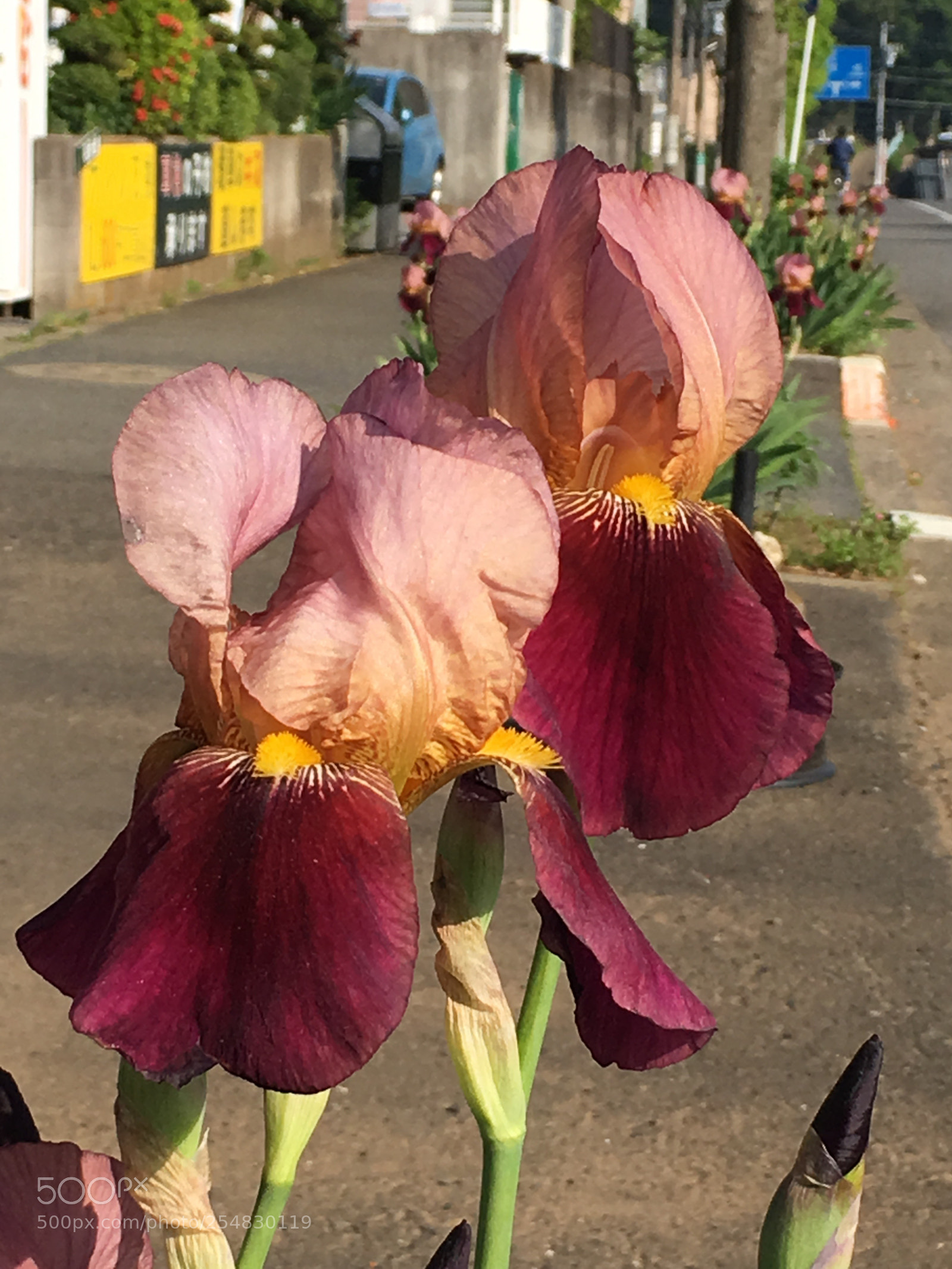 Apple iPhone 6s Plus sample photo. Spring2018 flowers photography