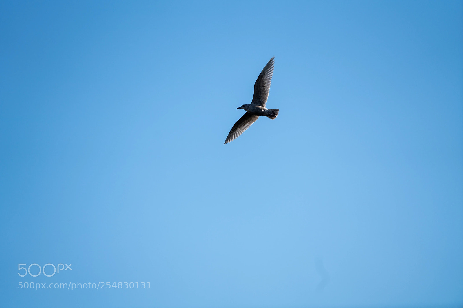 Sony a7R III sample photo. Seagull 1 photography