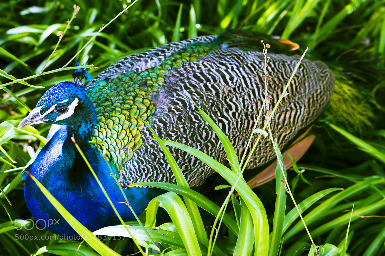 Canon EOS 60D sample photo. Lisbon peacock photography