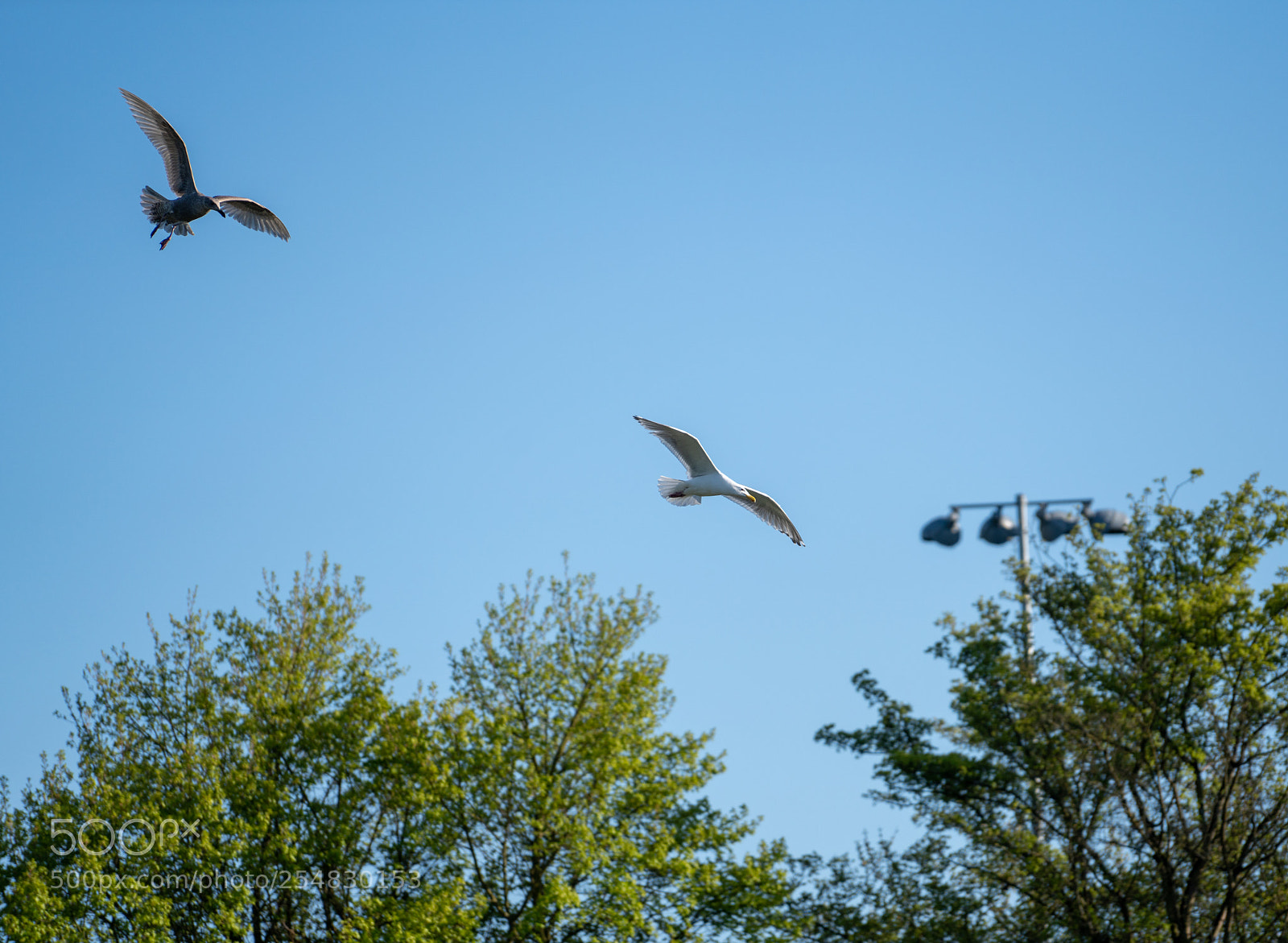 Sony a7R III sample photo. Seagull 2 photography