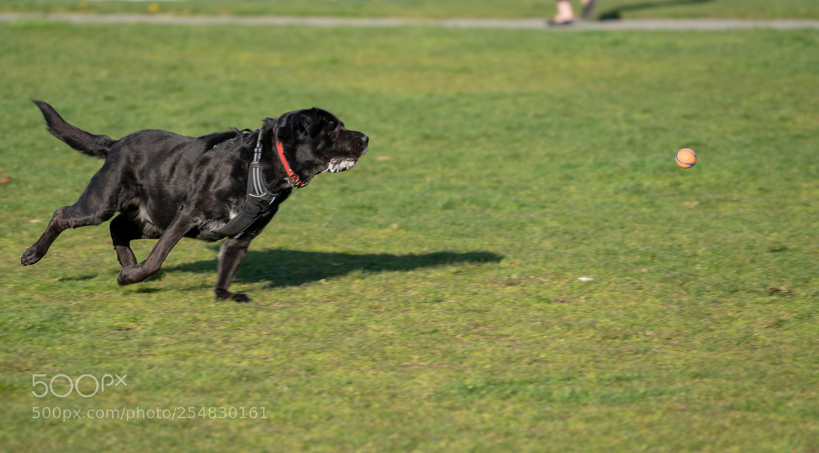 Sony a7R III sample photo. Lab retreval photography
