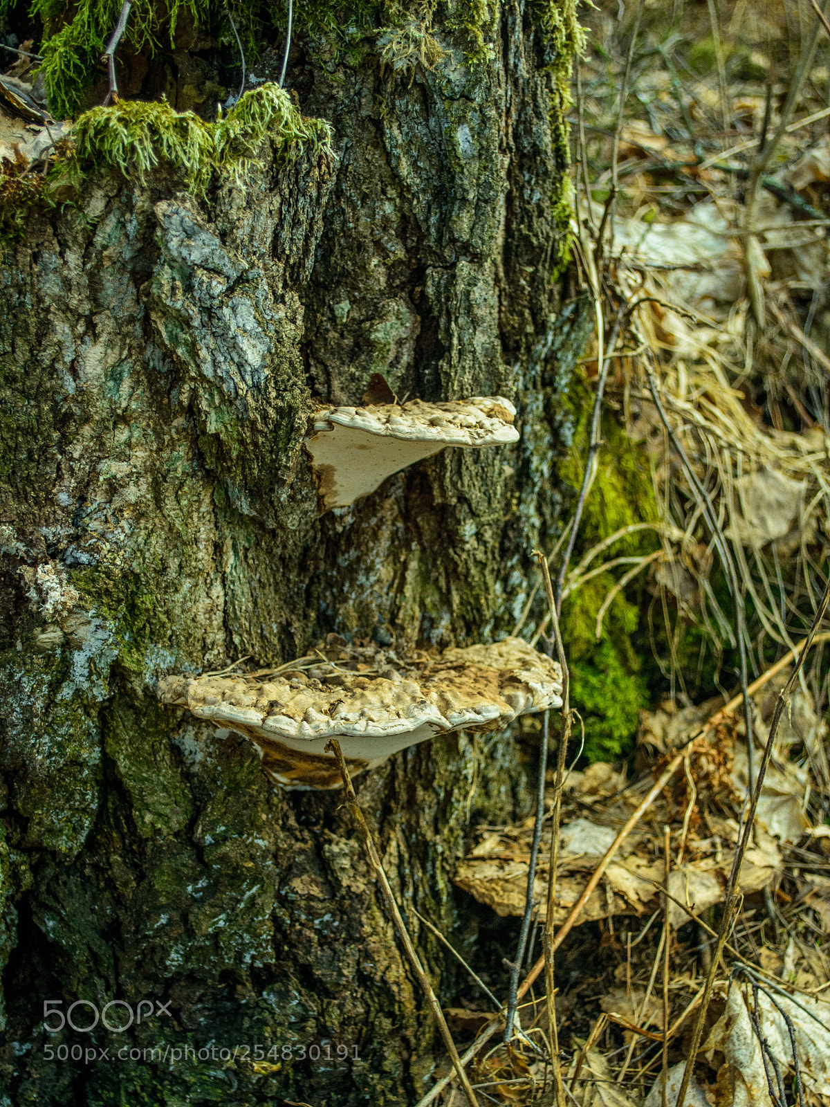 Nikon D3400 sample photo. Mushrooms photography