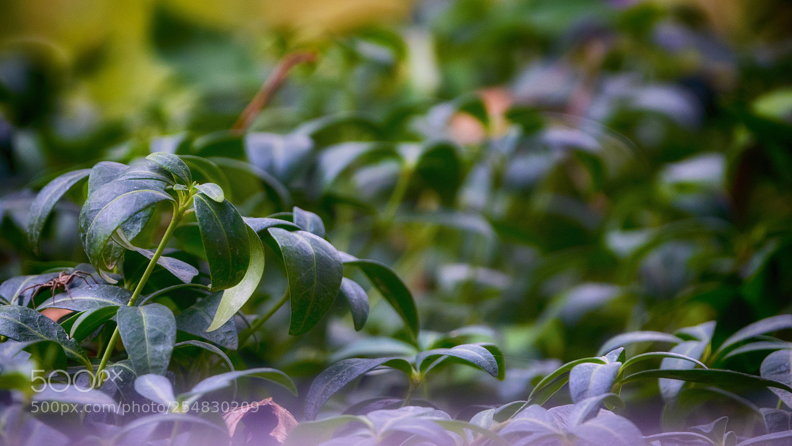 Sony Cyber-shot DSC-RX10 III sample photo. Botanic spider photography