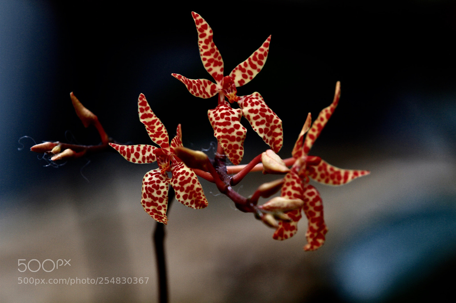 Canon EOS 7D sample photo. Untitled photography