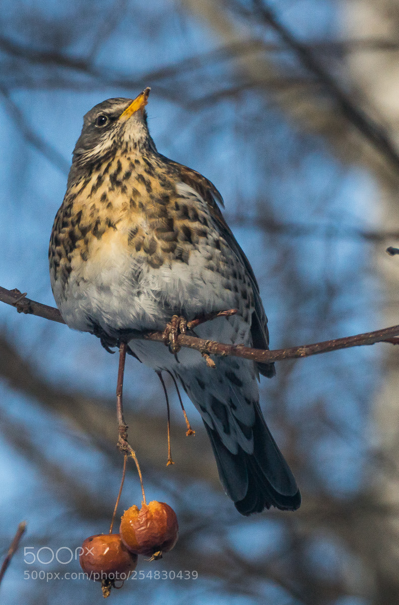 Sony ILCA-77M2 sample photo. Turdus pilaris photography