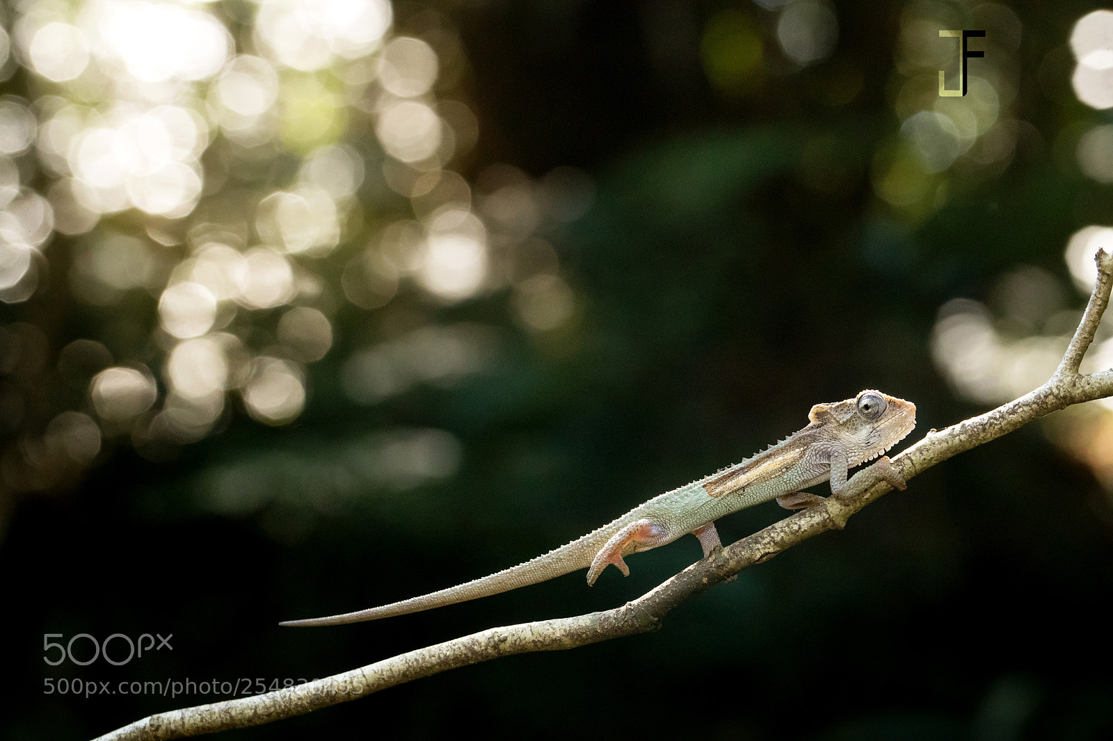 Canon EOS-1D X Mark II sample photo. Canopy king photography