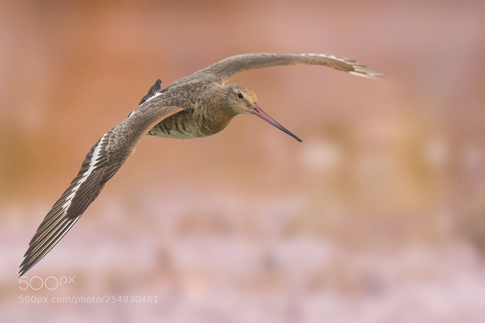 Nikon D810 sample photo. Bar tailed godwit in photography