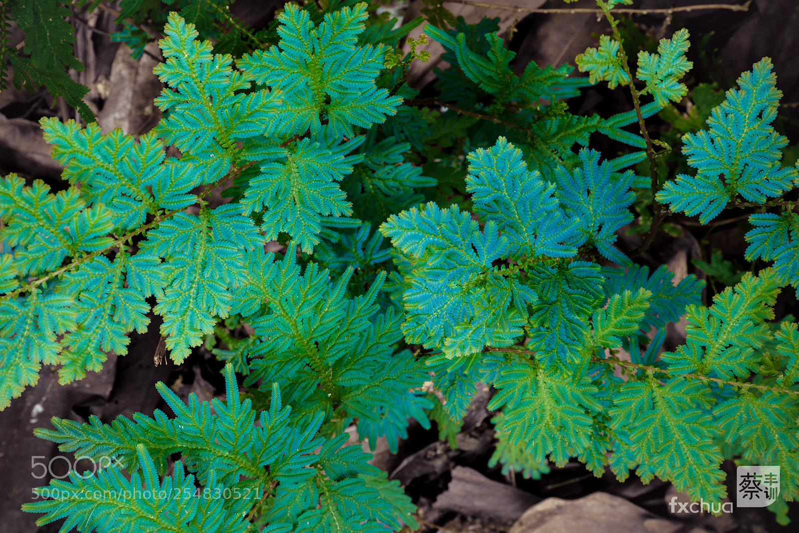 Canon EOS 5DS R sample photo. Cyan leaves photography