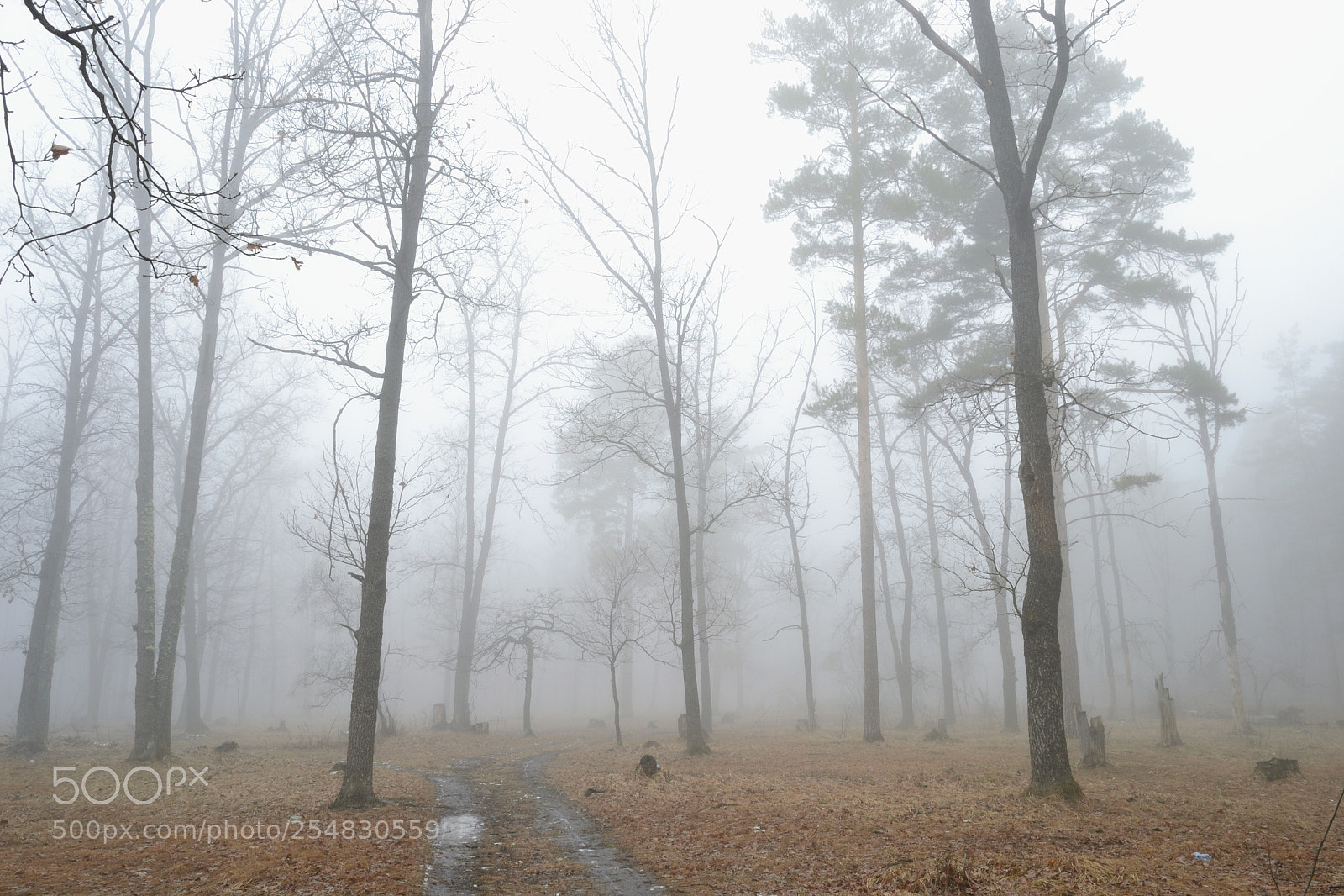 Nikon D3100 sample photo. Misty forest photography