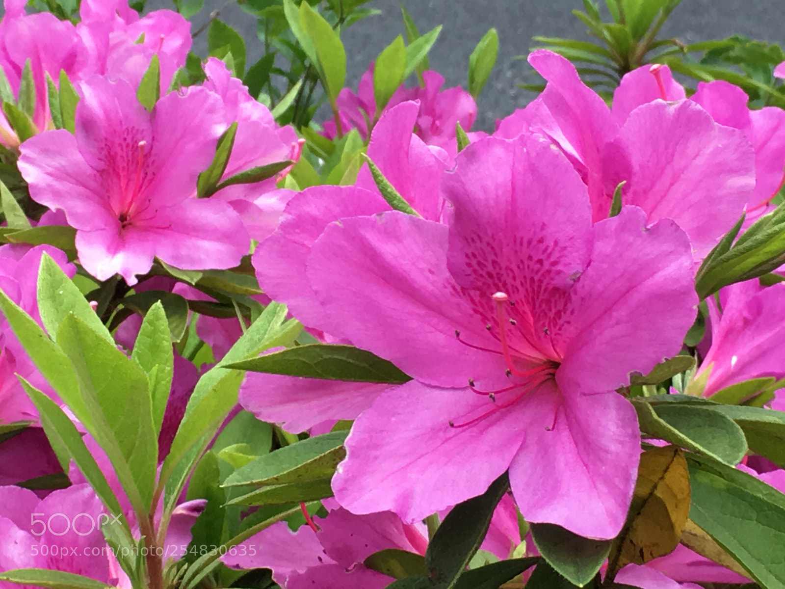 Apple iPhone 6s Plus sample photo. Spring2018 flowers photography