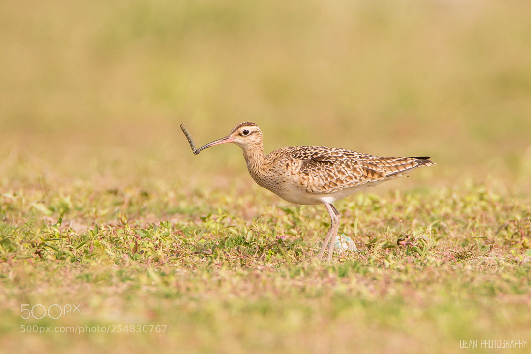 Canon EOS-1D Mark IV sample photo. Little curlew photography