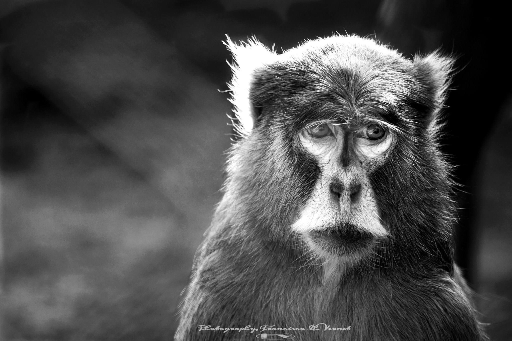 Sony E 55-210mm F4.5-6.3 OSS sample photo. Mr. monkery... photography