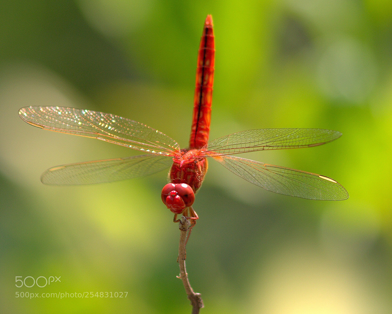 Nikon D800 sample photo. Red dragonfly - posing photography
