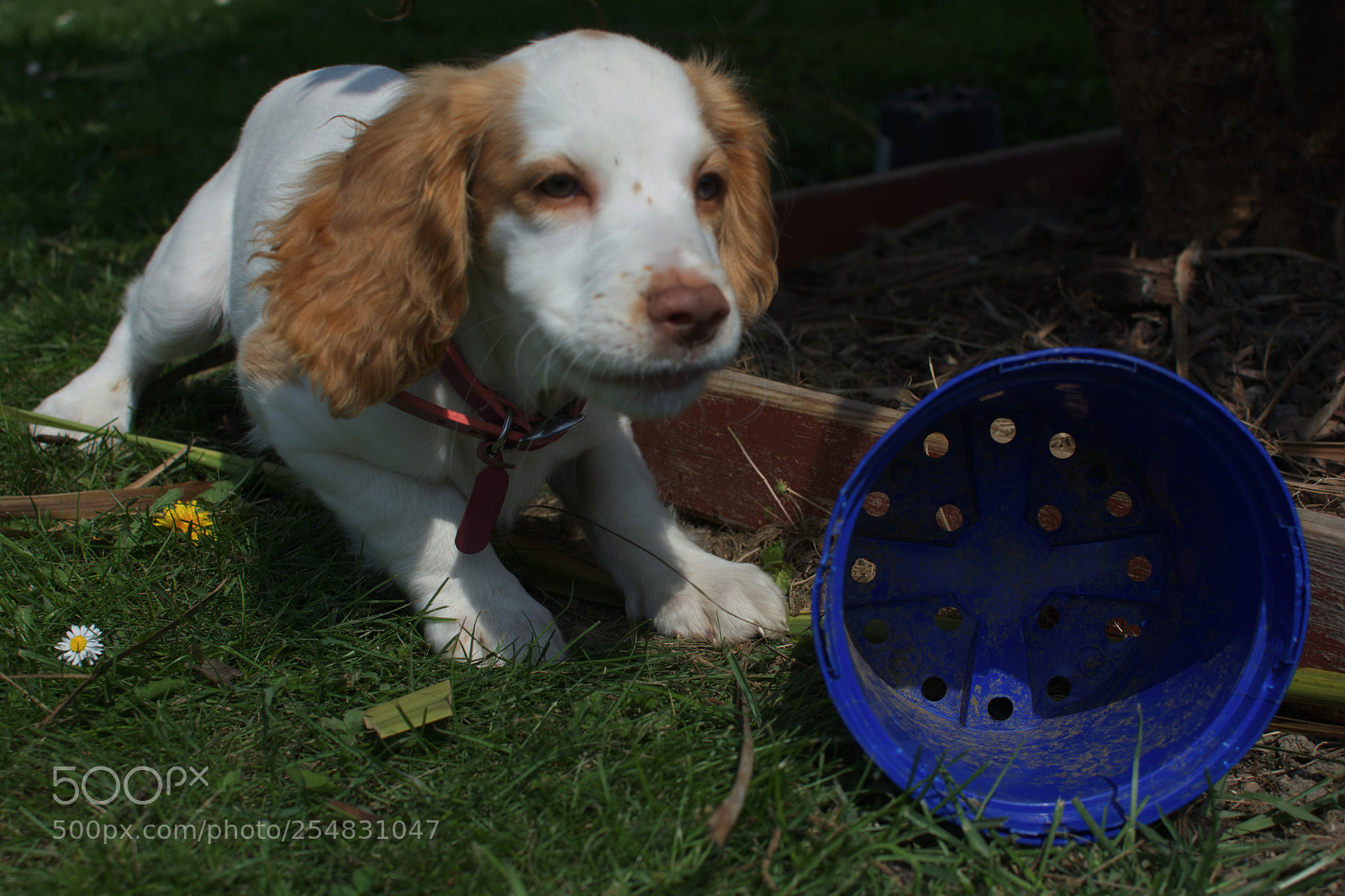 Nikon D5200 sample photo. Leaps is happening photography
