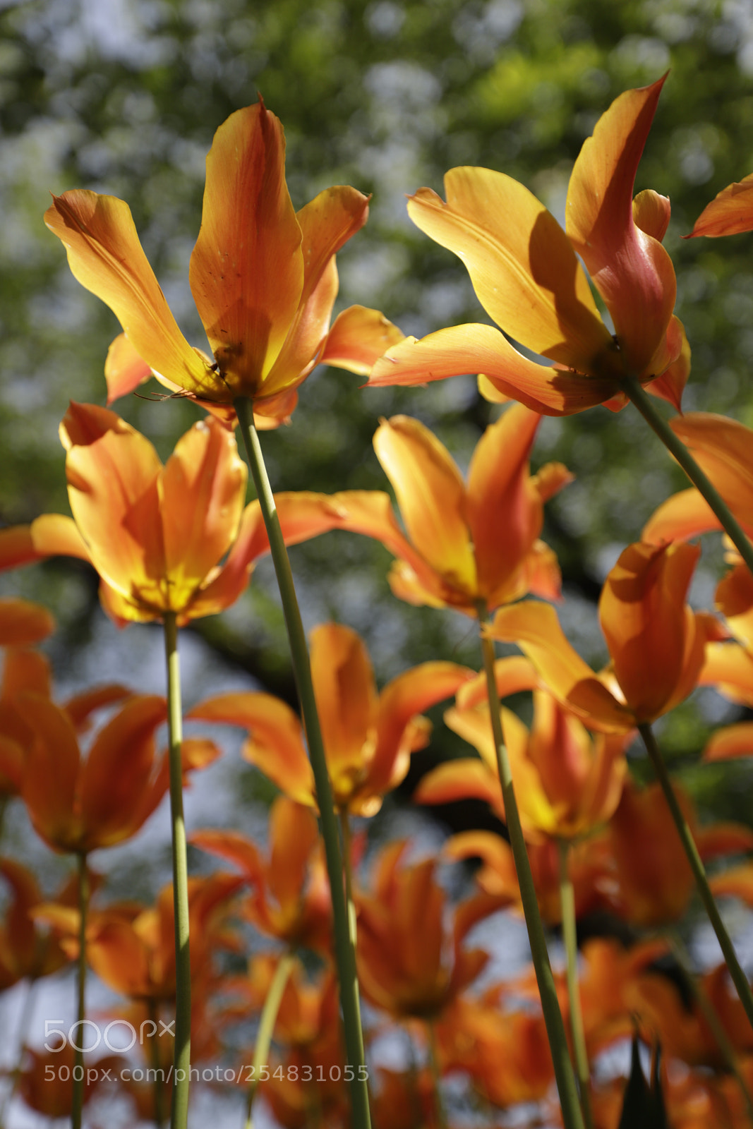 Canon EOS 6D Mark II sample photo. Tulip photography