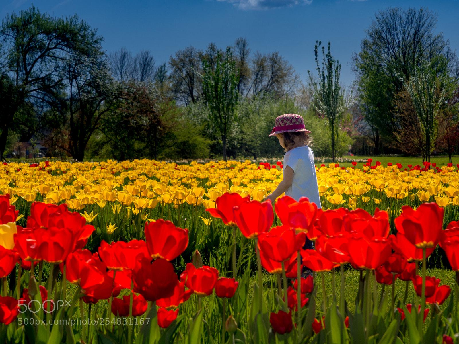 Olympus OM-D E-M10 sample photo. Surrounded by poppies photography