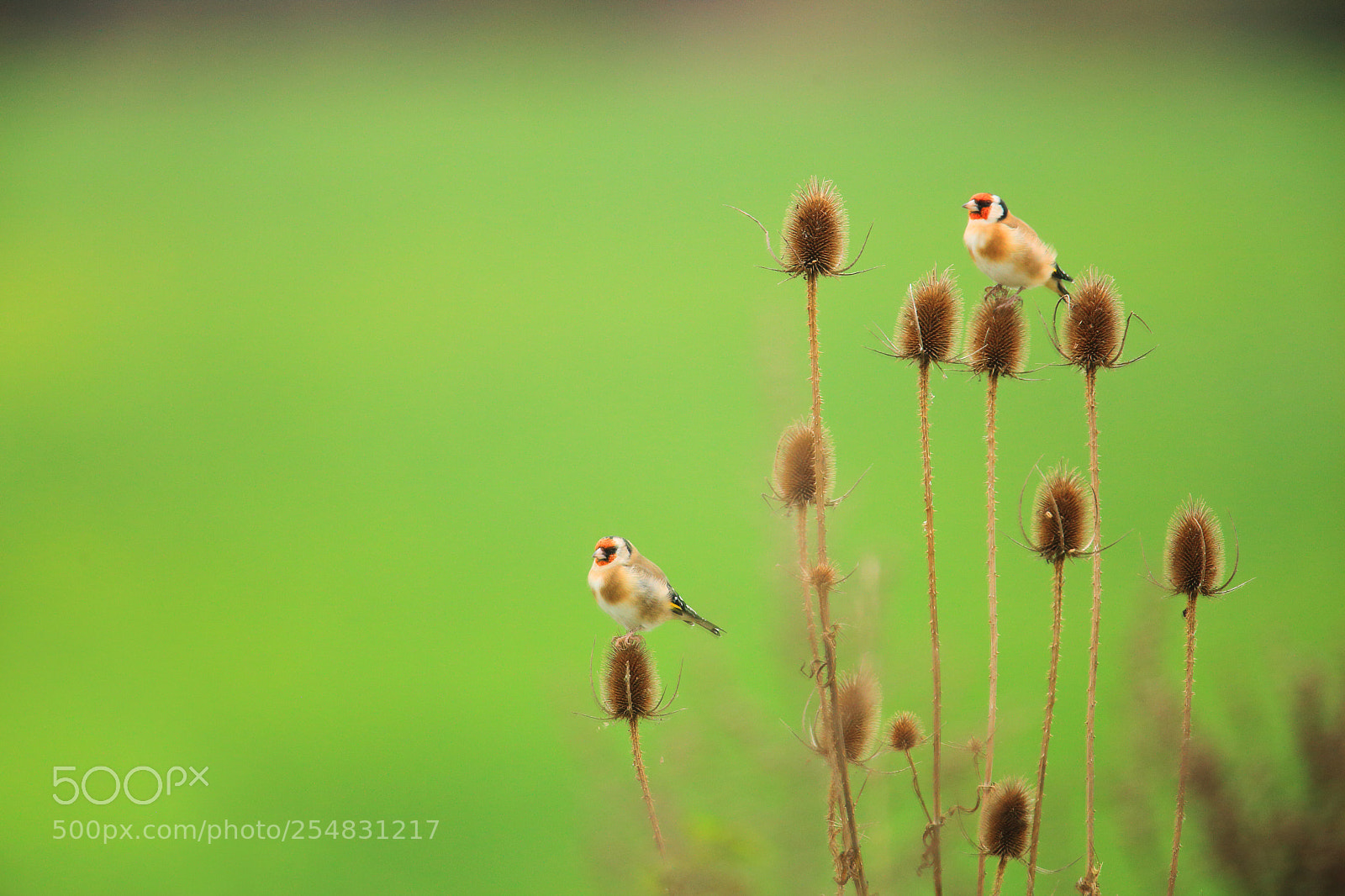Canon EOS 5D Mark II sample photo. Two goldfinches on thistle photography