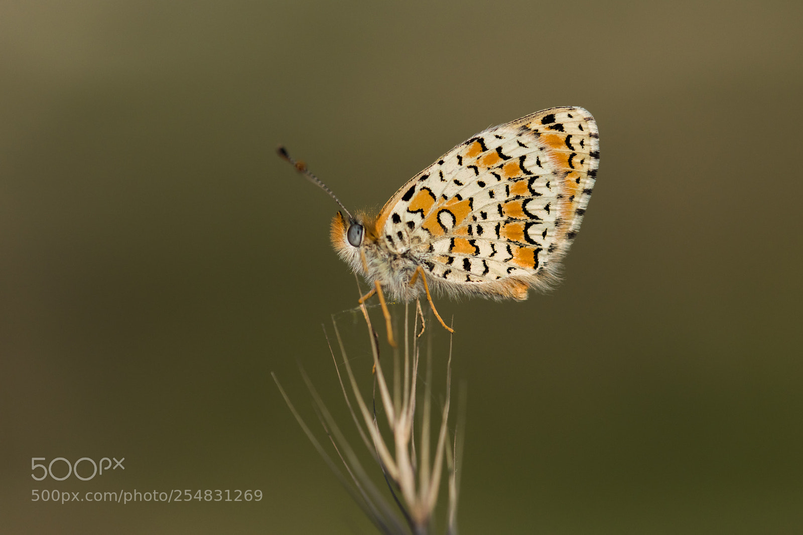 Nikon D810 sample photo. Butterfly-iparhan... photography