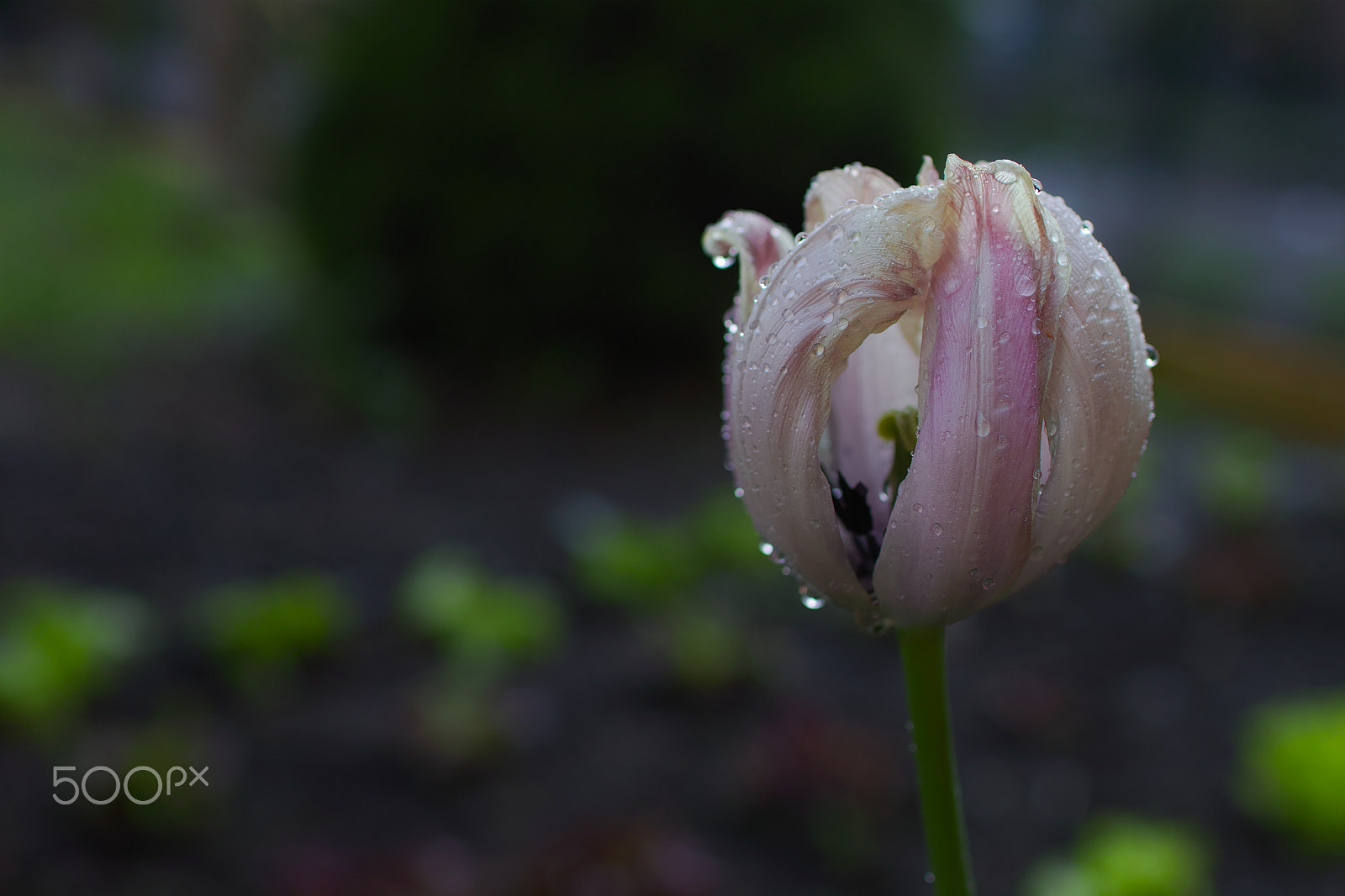 Sigma sd Quattro sample photo. Watering photography