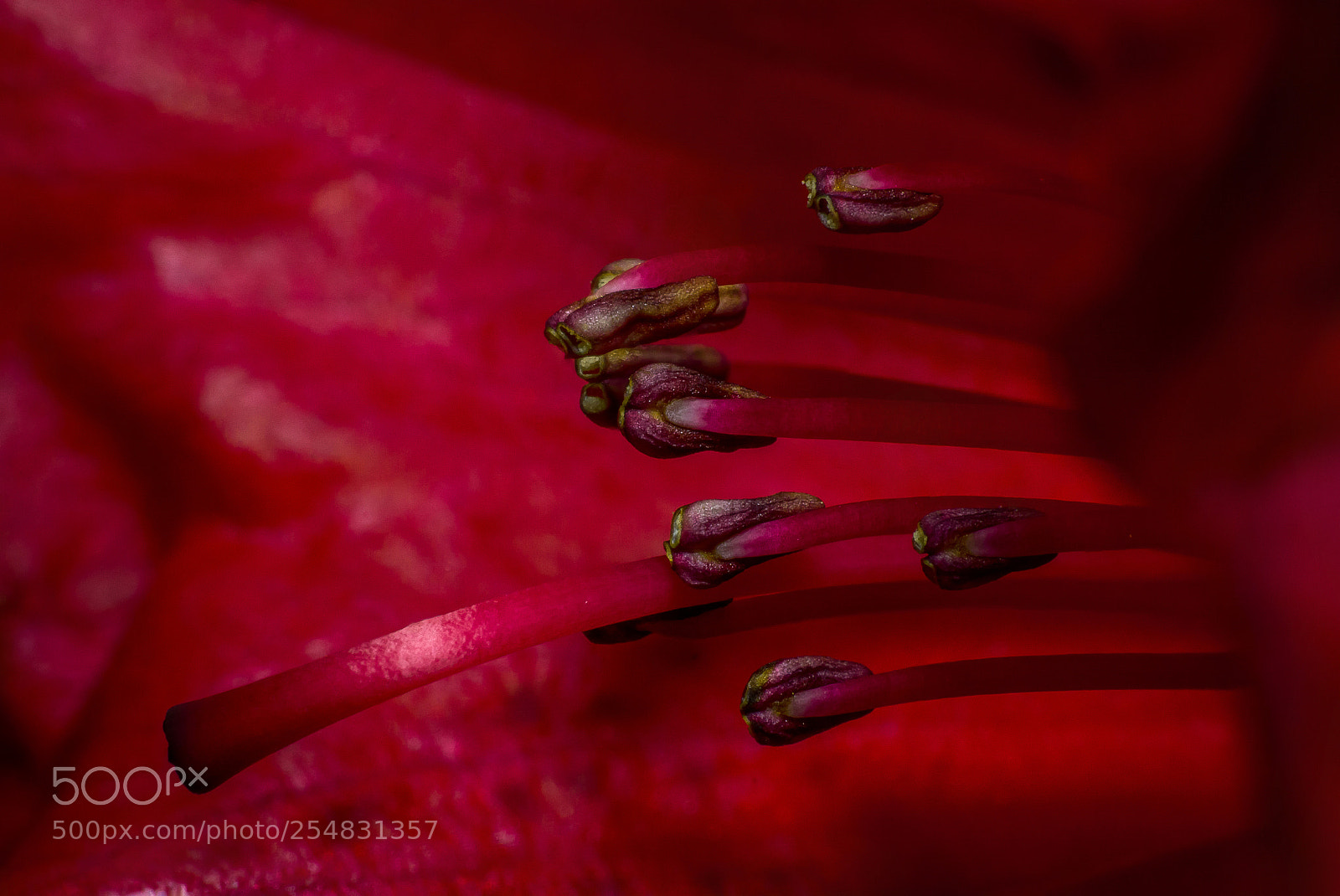 Nikon D7100 sample photo. Detail flower photography