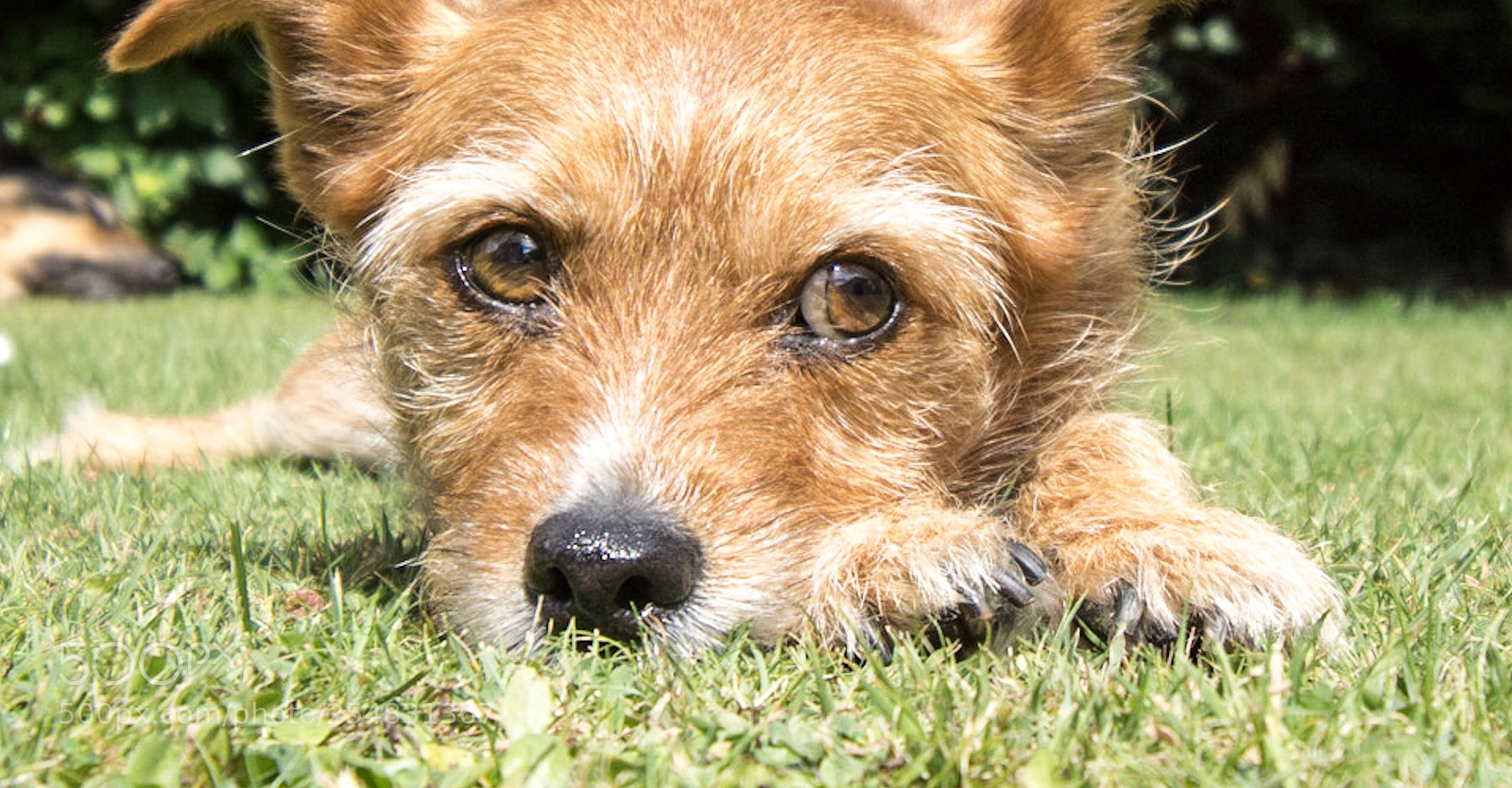 Nikon D7200 sample photo. Bauer my portrait model  photography