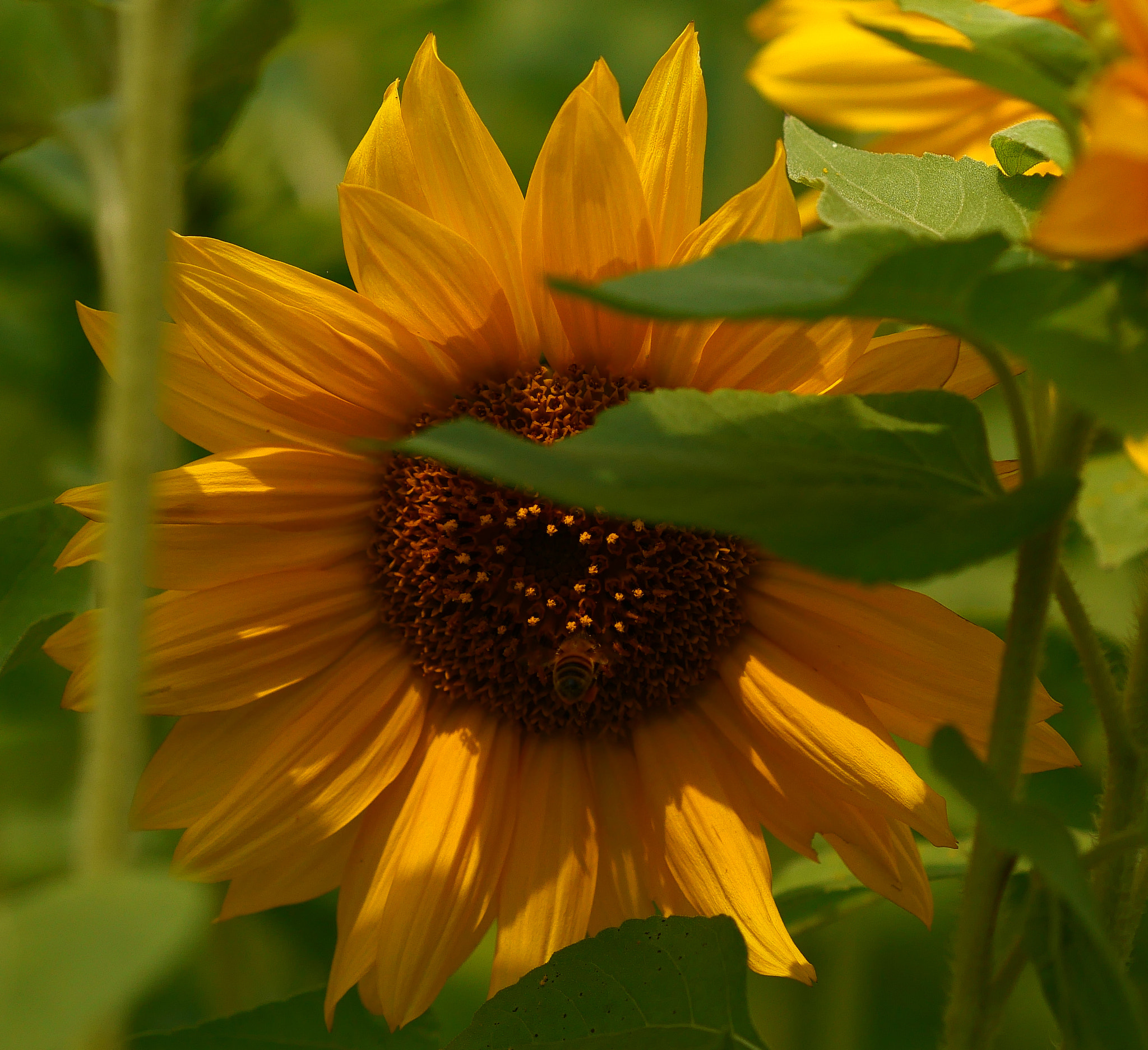 Panasonic DC-GX7MK3 sample photo. Tiny bee photography