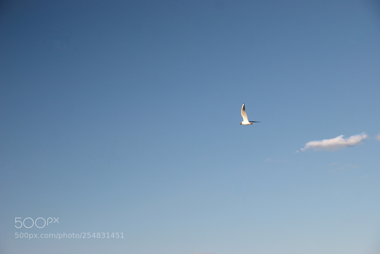 Nikon D80 sample photo. Freedom  photography