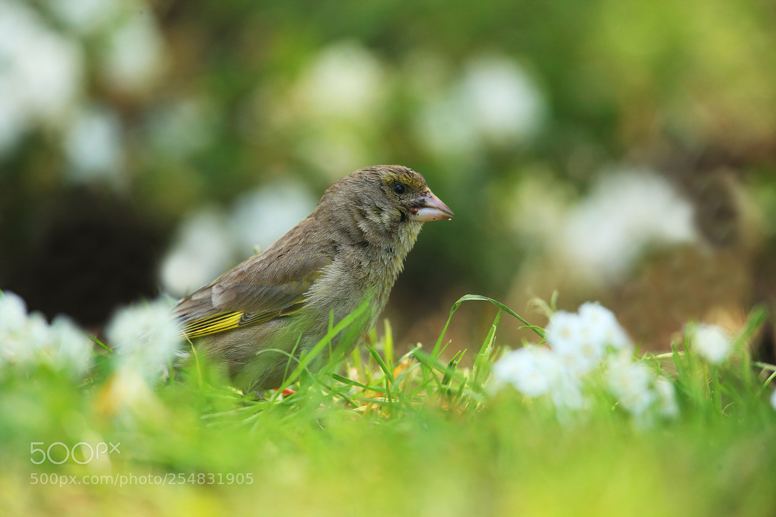 Canon EOS 5D Mark II sample photo. Greenfinch in white flowers photography