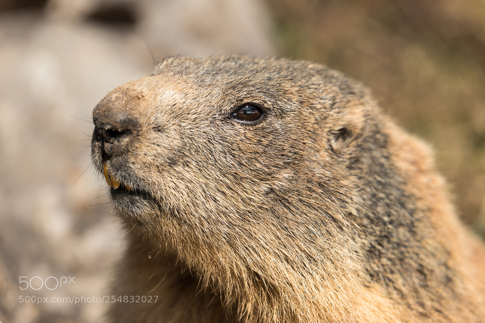 Canon EOS 6D Mark II sample photo. Portrait photography