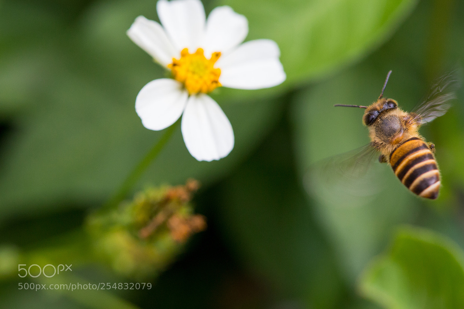 Canon EOS 6D Mark II sample photo. Honey bee photography