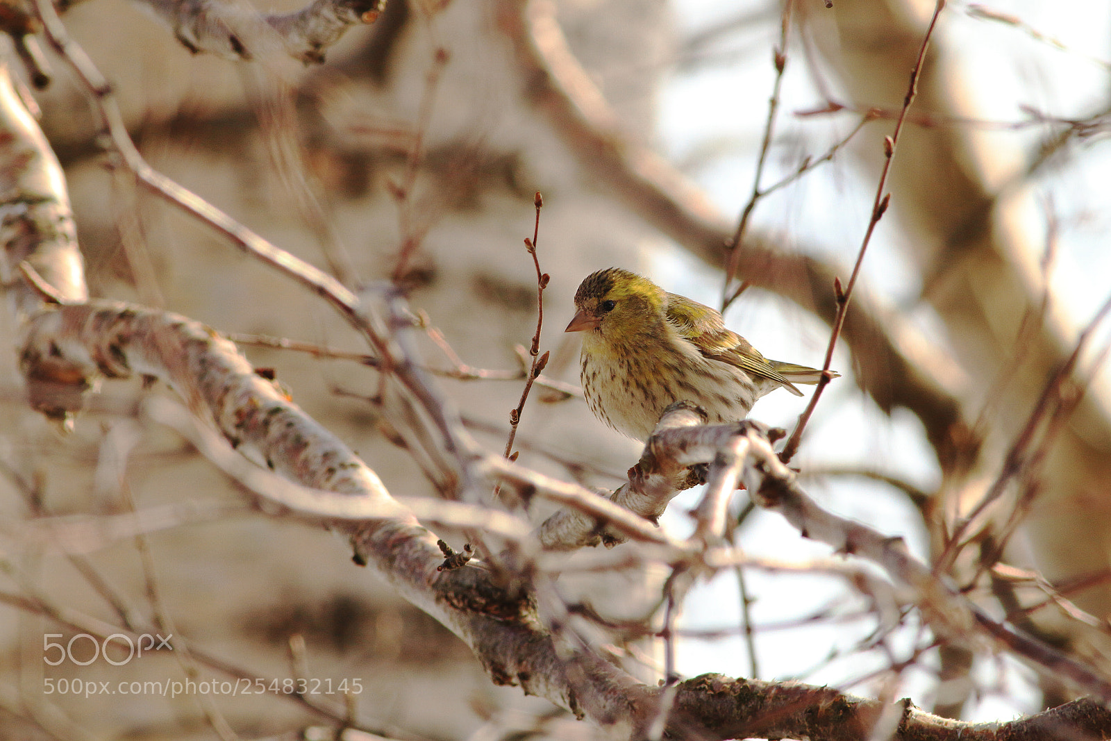 Canon EOS 7D sample photo. Sinkin on branch photography