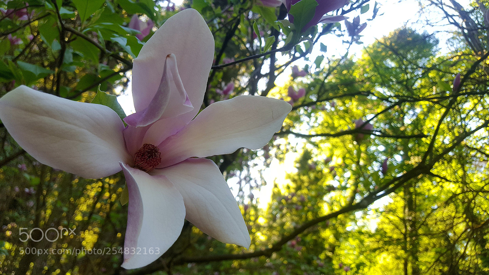 Samsung Galaxy S6 sample photo. Magnolia photography