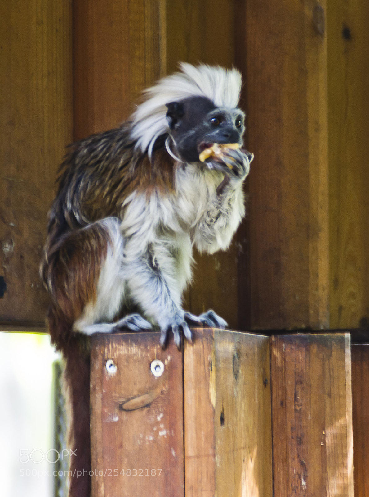 Nikon D3100 sample photo. Limassol zoo photography