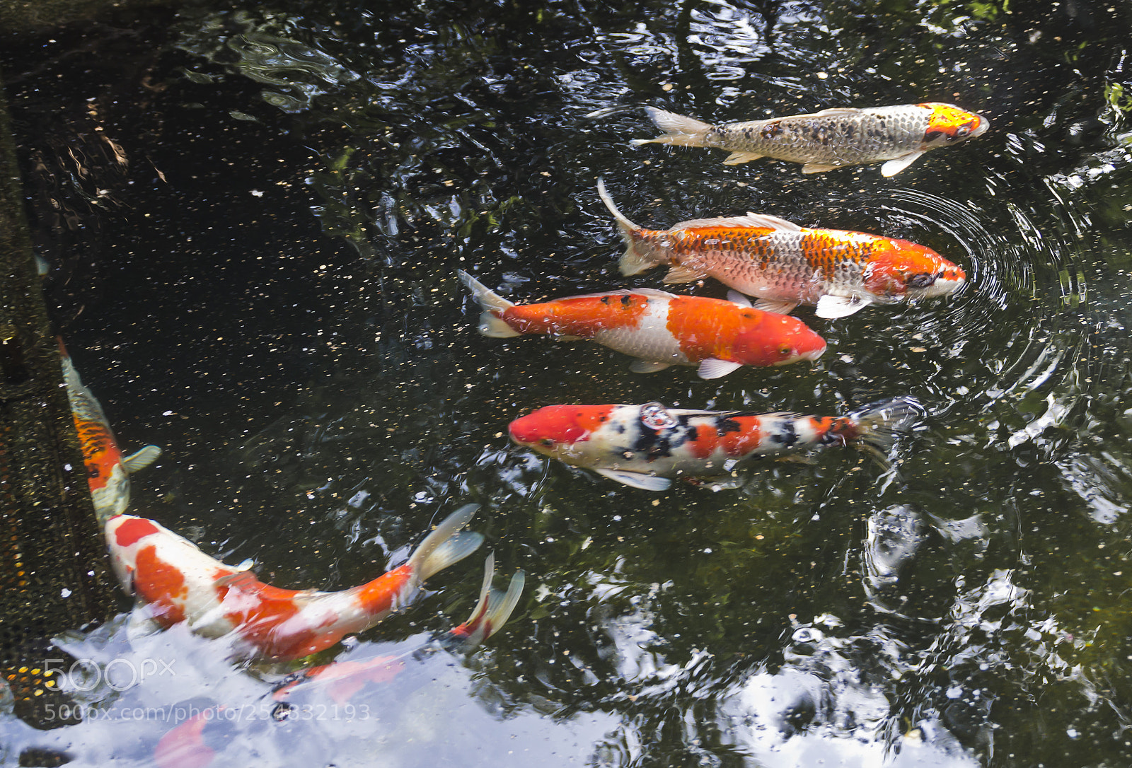 Nikon D3100 sample photo. Limassol zoo photography