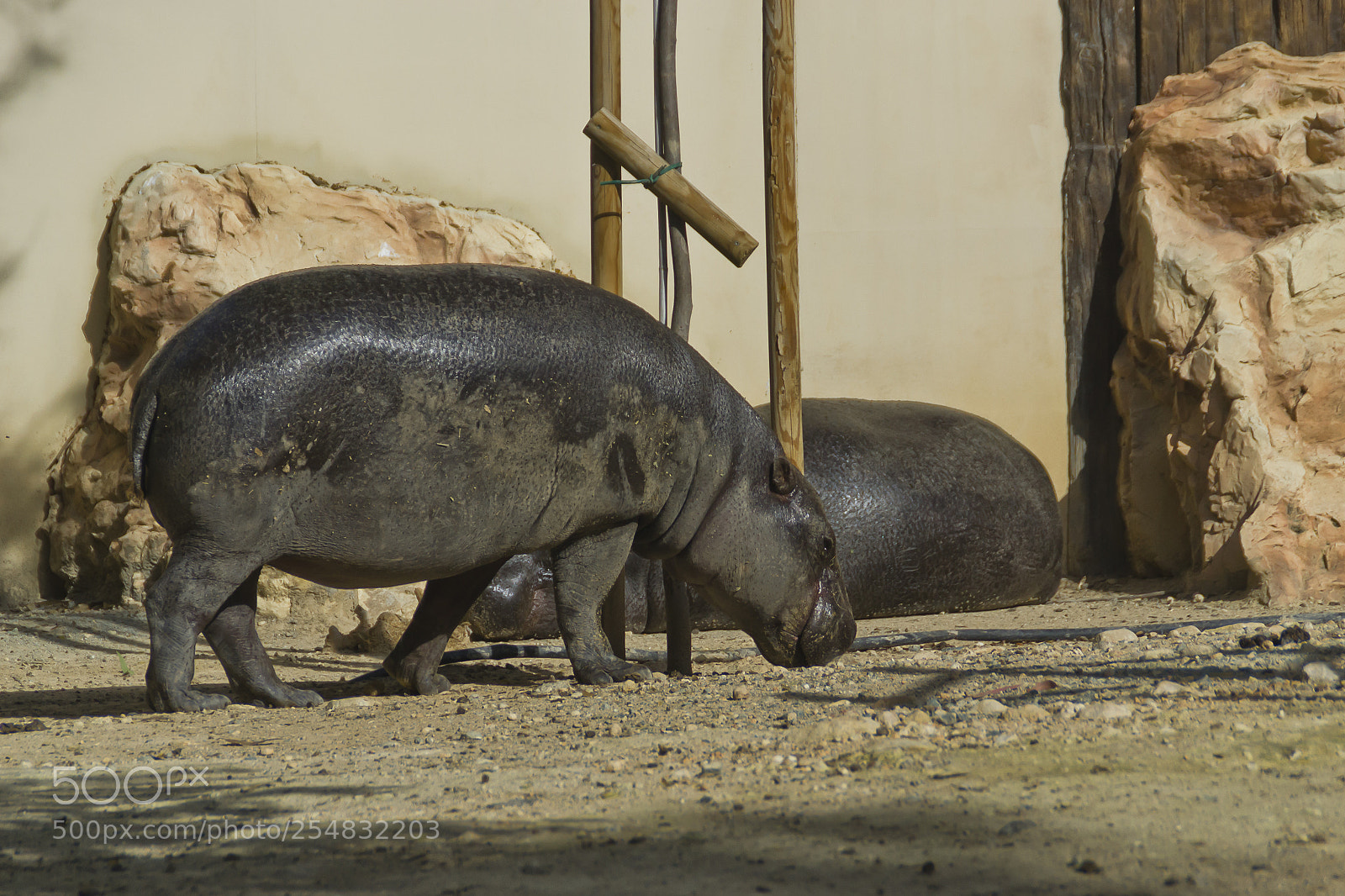 Nikon D3100 sample photo. Limassol zoo photography