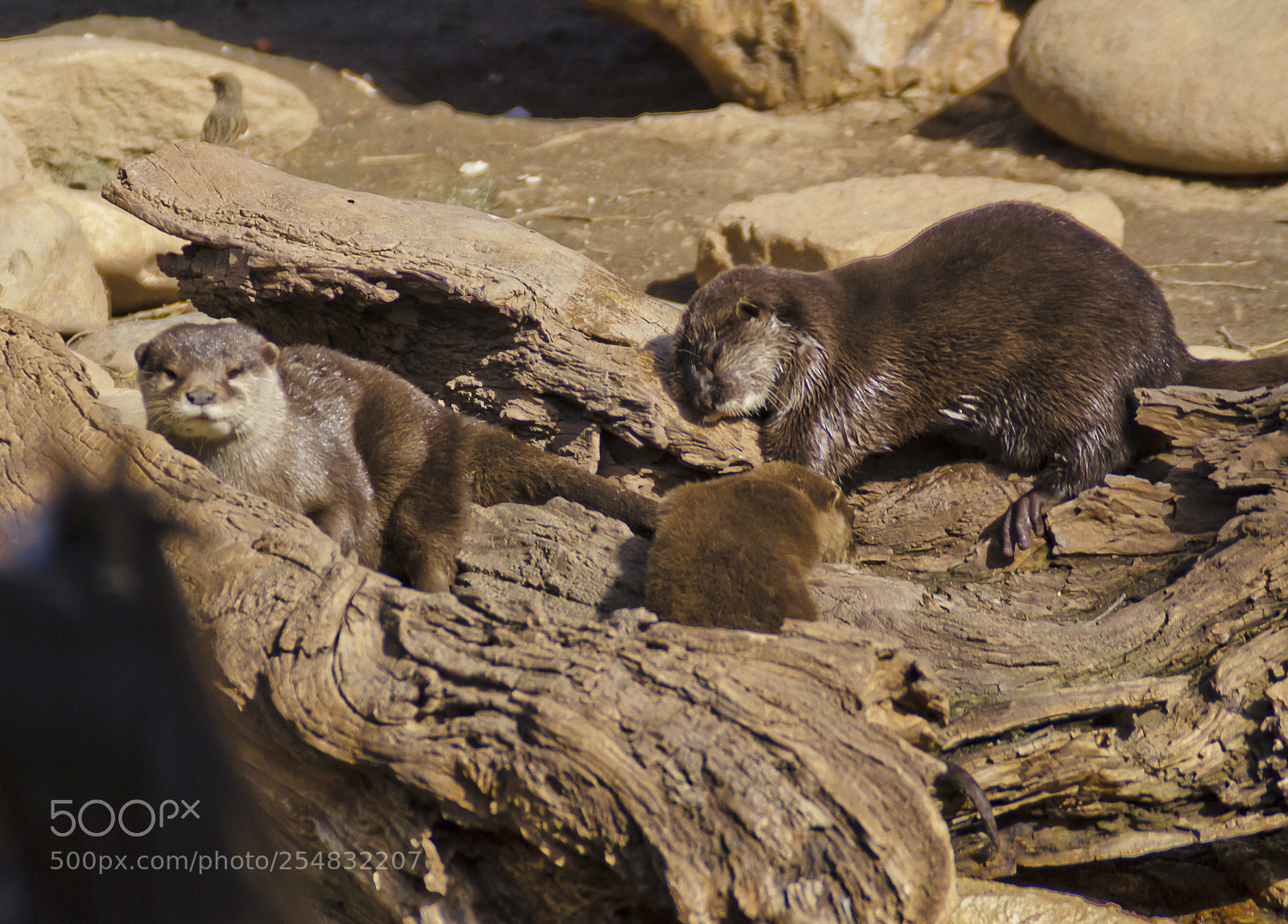 Nikon D3100 sample photo. Limassol zoo photography