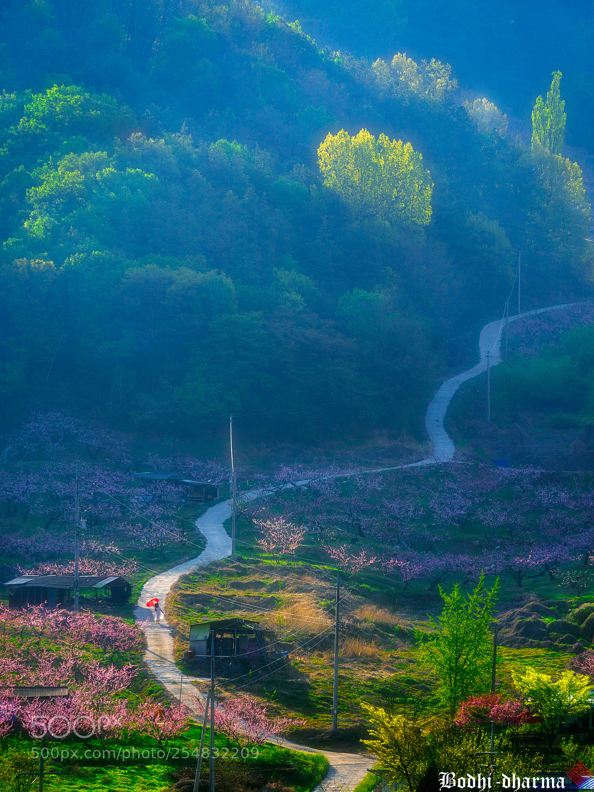 Sony a9 sample photo. 복사꽃 길 photography