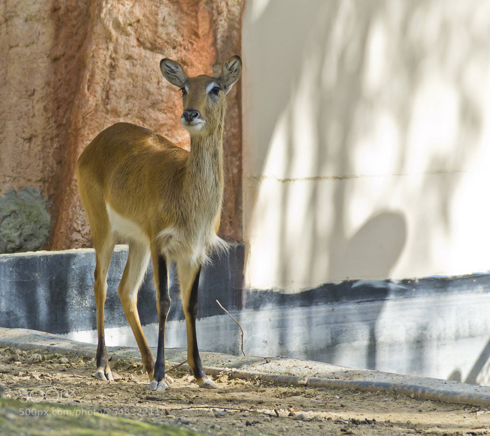 Nikon D3100 sample photo. Limassol zoo photography