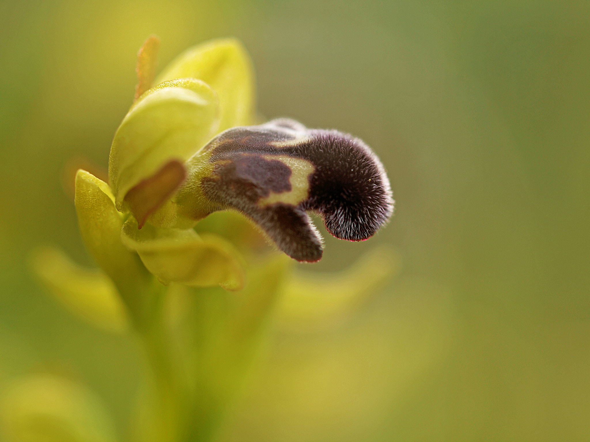 Olympus E-30 sample photo. Orquideas photography