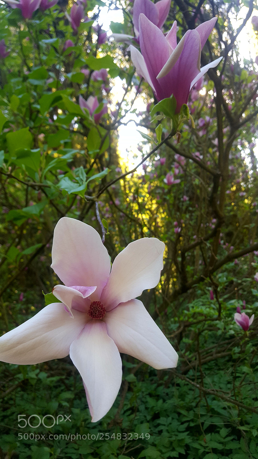 Samsung Galaxy S6 sample photo. Untitled photography