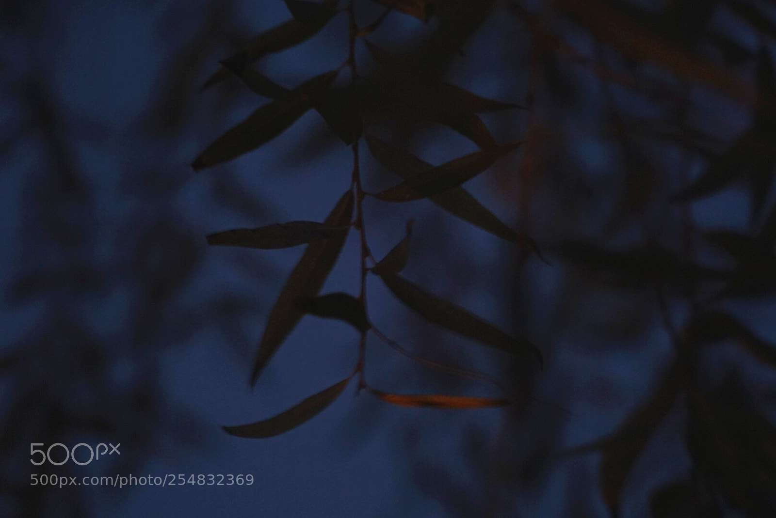 Sony a6000 sample photo. Untitled photography