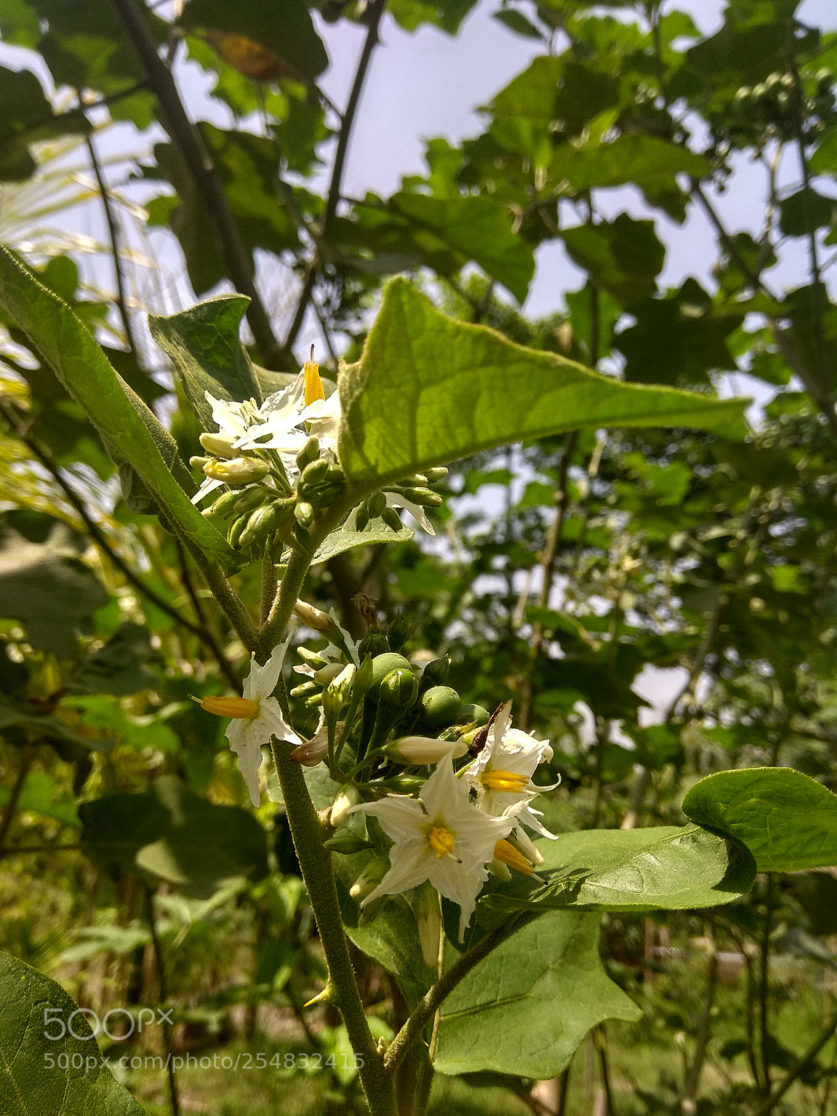 Xiaomi Redmi Note 4 sample photo. Untitled photography